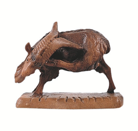 Kozioł drapiący się